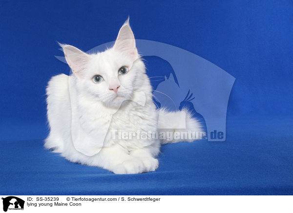 lying young Maine Coon / SS-35239
