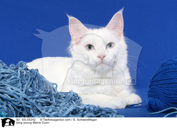 lying young Maine Coon / SS-35242