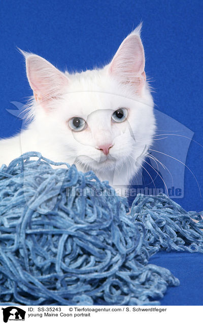 young Maine Coon portrait / SS-35243