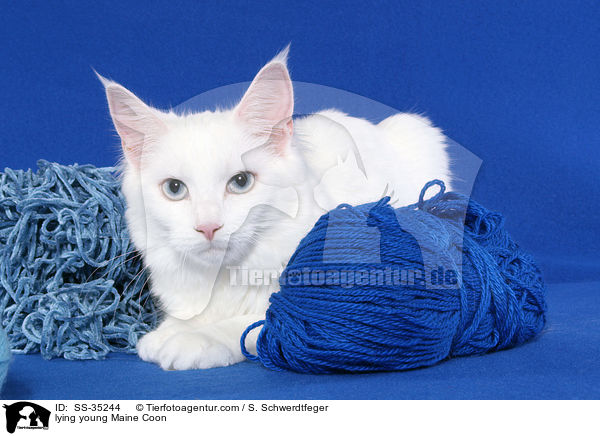 lying young Maine Coon / SS-35244