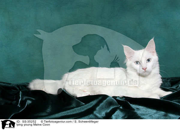 lying young Maine Coon / SS-35252