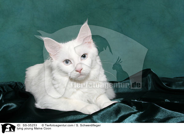 lying young Maine Coon / SS-35253