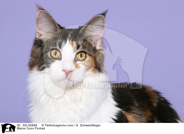 Maine Coon Portrait / Maine Coon Portrait / SS-35898