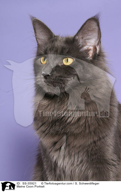 Maine Coon Portrait / SS-35921