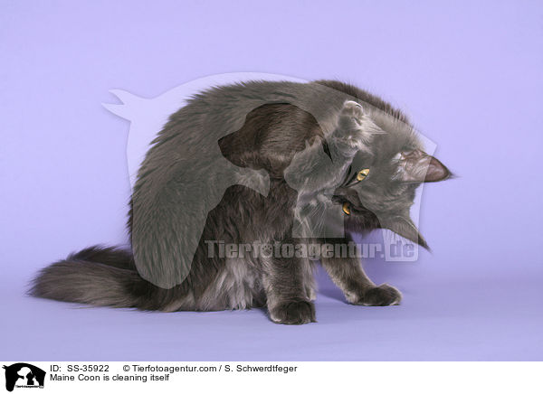 Maine Coon is cleaning itself / SS-35922