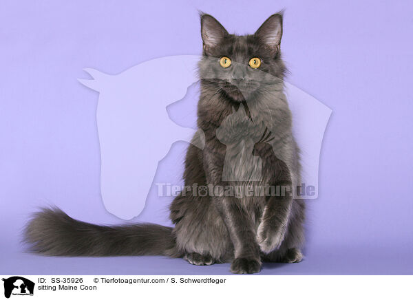 sitting Maine Coon / SS-35926
