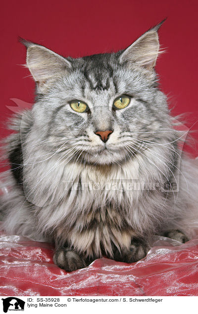lying Maine Coon / SS-35928