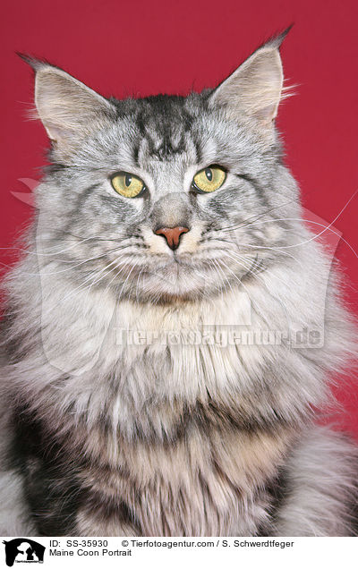 Maine Coon Portrait / SS-35930