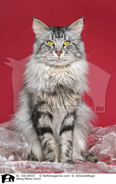 sitting Maine Coon / SS-35937