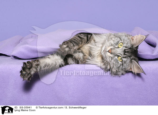lying Maine Coon / SS-35941