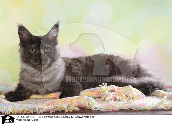 lying Maine Coon / SS-36319