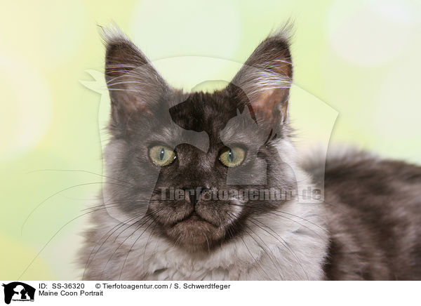 Maine Coon Portrait / SS-36320