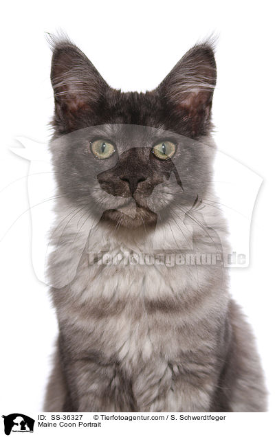Maine Coon Portrait / SS-36327
