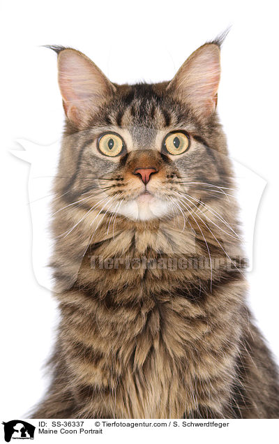 Maine Coon Portrait / SS-36337