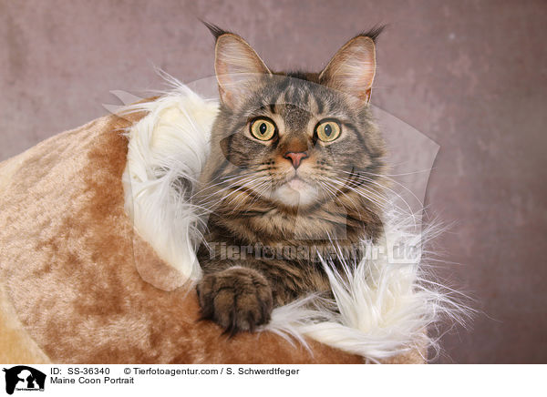 Maine Coon Portrait / SS-36340