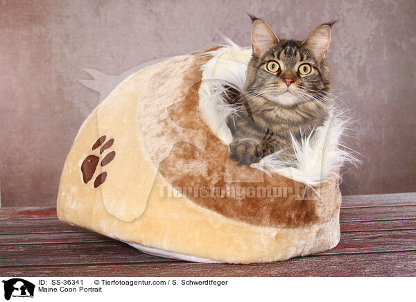 Maine Coon Portrait / SS-36341