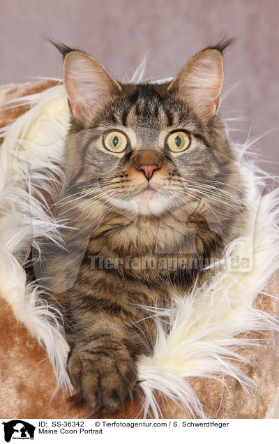 Maine Coon Portrait / SS-36342