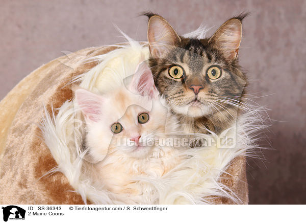 2 Maine Coons / SS-36343