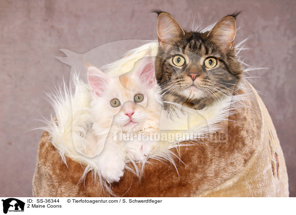 2 Maine Coons / SS-36344