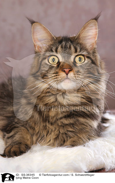 lying Maine Coon / SS-36345