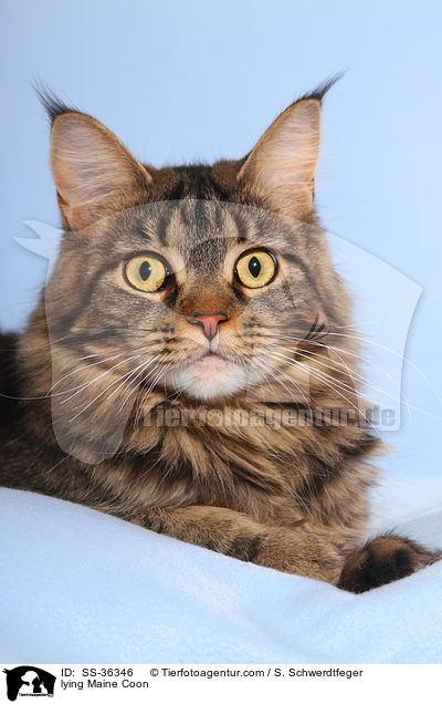 lying Maine Coon / SS-36346