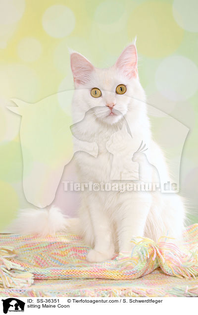 sitting Maine Coon / SS-36351