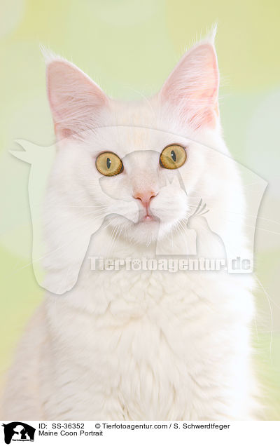 Maine Coon Portrait / SS-36352