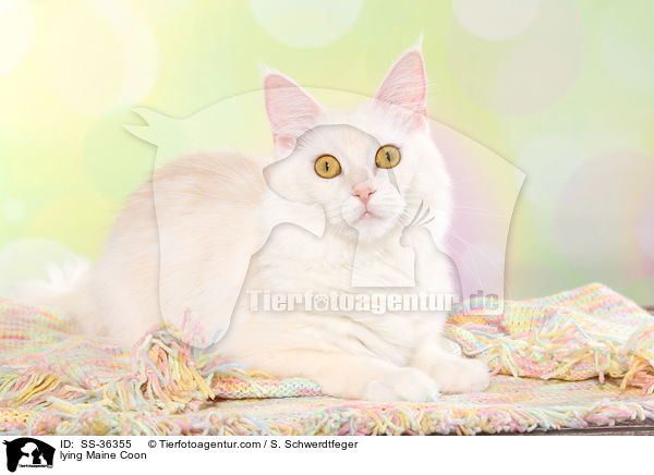 lying Maine Coon / SS-36355