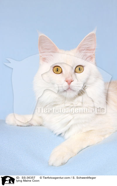 lying Maine Coon / SS-36357