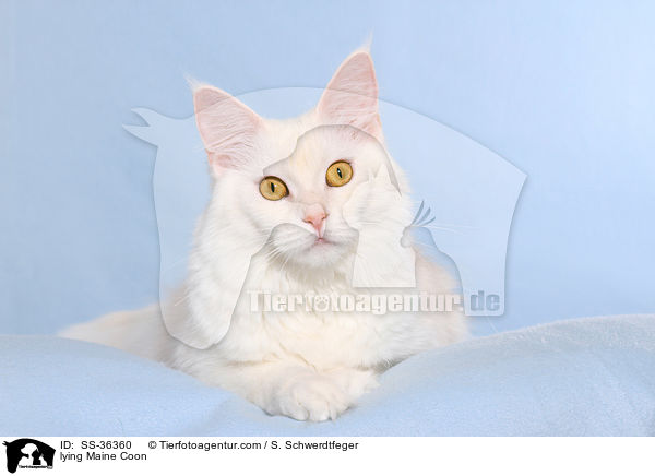 liegende Maine Coon / lying Maine Coon / SS-36360