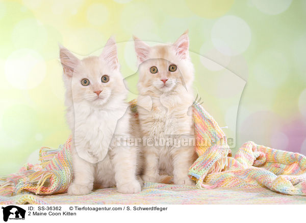 2 Maine Coon Kitten / SS-36362