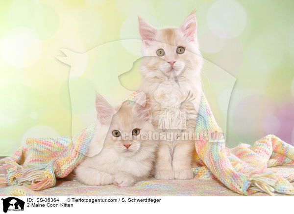 2 Maine Coon Kitten / SS-36364