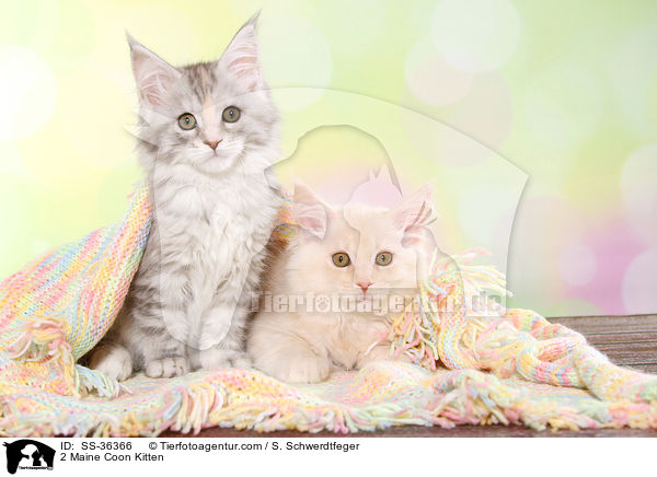 2 Maine Coon Kitten / SS-36366