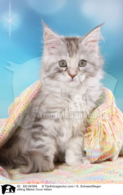 sitzendes Maine Coon Ktzchen / sitting Maine Coon kitten / SS-36368