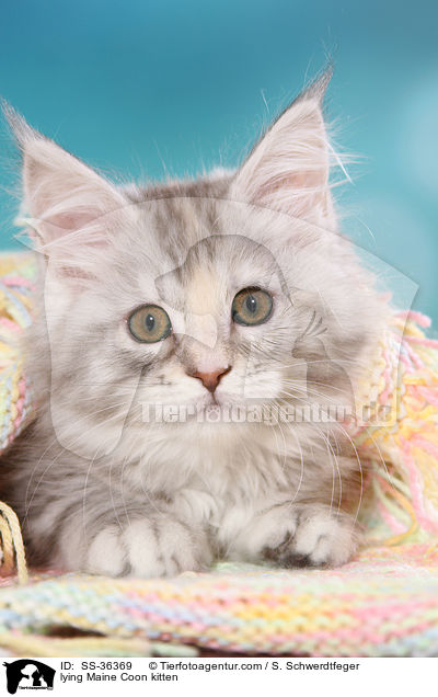 liegendes Maine Coon Ktzchen / lying Maine Coon kitten / SS-36369