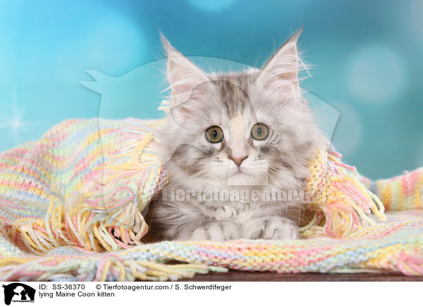 lying Maine Coon kitten / SS-36370