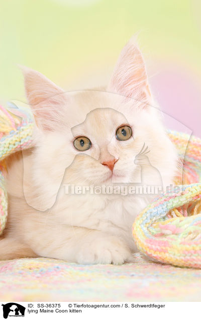 lying Maine Coon kitten / SS-36375
