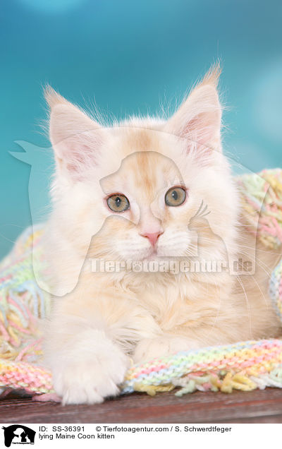 liegendes Maine Coon Ktzchen / lying Maine Coon kitten / SS-36391