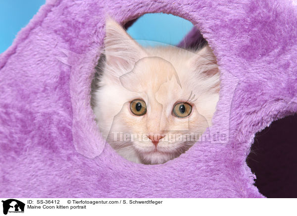 Maine Coon Ktzchen Portrait / Maine Coon kitten portrait / SS-36412