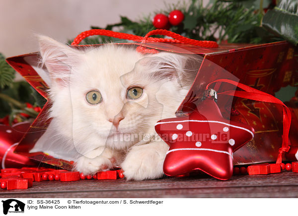 liegendes Maine Coon Ktzchen / lying Maine Coon kitten / SS-36425