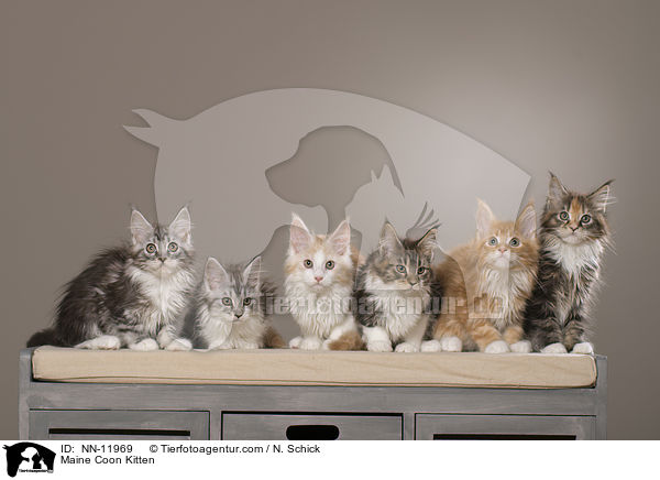 Maine Coon Ktzchen / Maine Coon Kitten / NN-11969