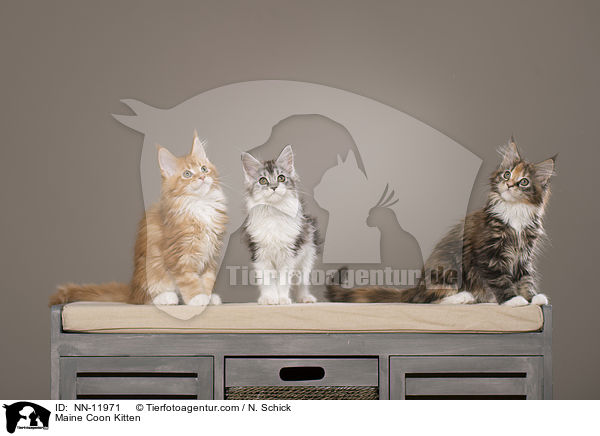 Maine Coon Ktzchen / Maine Coon Kitten / NN-11971