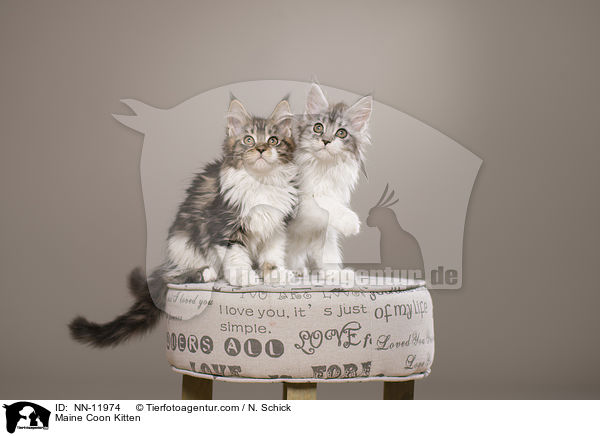 Maine Coon Kitten / NN-11974