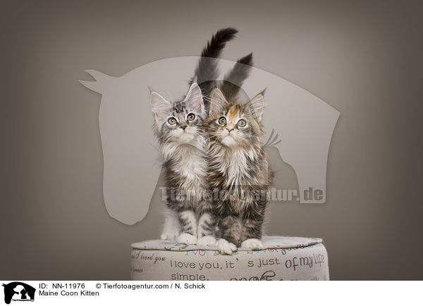 Maine Coon Kitten / NN-11976