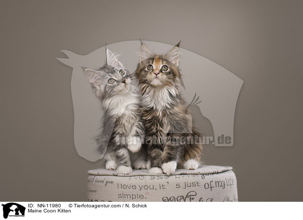 Maine Coon Kitten / NN-11980