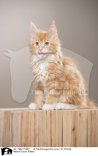 Maine Coon Kitten / NN-11987