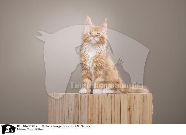 Maine Coon Ktzchen / Maine Coon Kitten / NN-11989