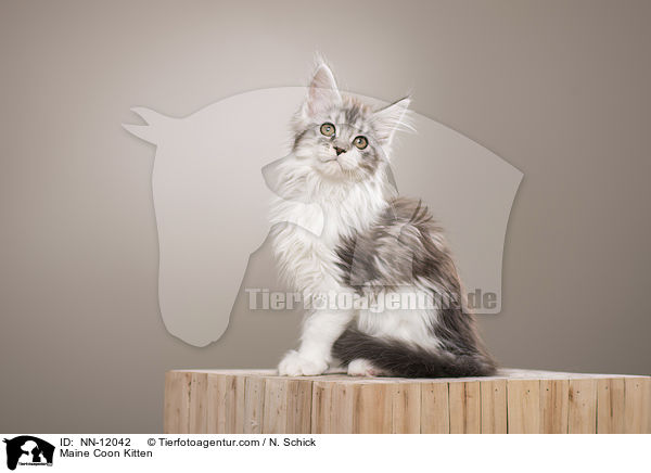 Maine Coon Kitten / NN-12042