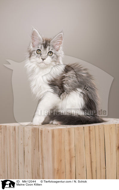 Maine Coon Kitten / NN-12044