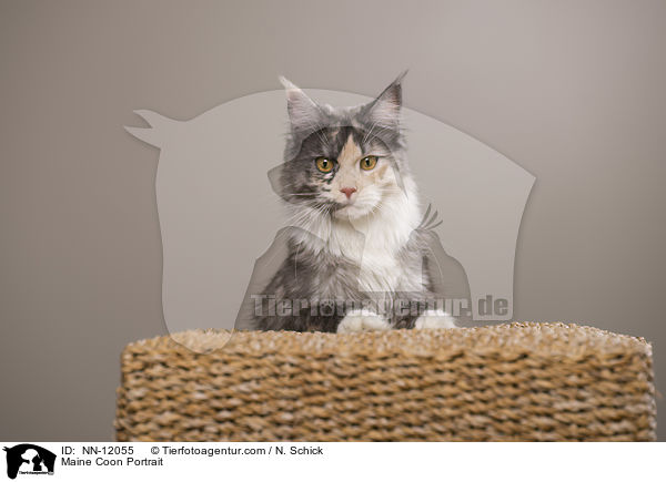 Maine Coon Portrait / Maine Coon Portrait / NN-12055